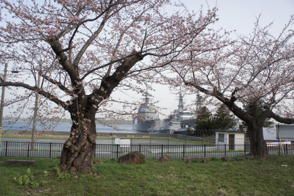 桜と護衛艦
