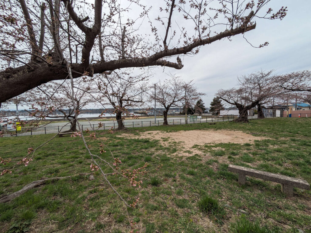 宇田児童公園の桜
